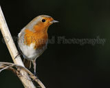 Robin 7071
