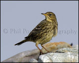 Rock Pipit 2139