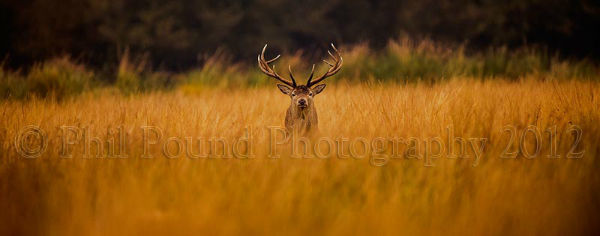 Stag 4620