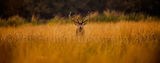 Stag 4620
