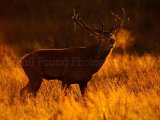 STAG 4920