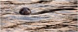 Seal 3559