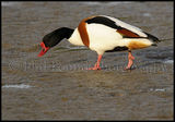 Shelduck 2670