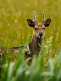 Sika 3094
