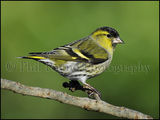 Siskin 0292