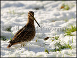 Snipe 7804