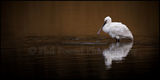 Spoonbill 3162