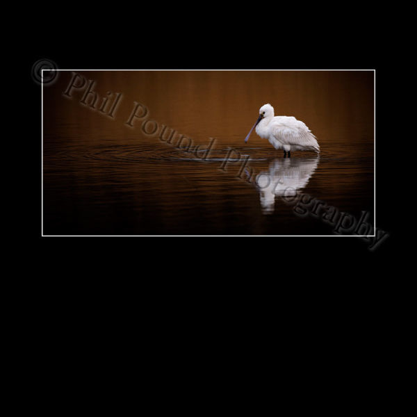 Spoonbill 3162