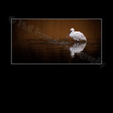 Spoonbill 3162