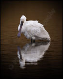 Spoonbill 3189