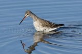 Spotted Red Shank 8314