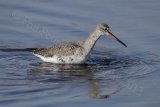 Spotted red shank 8606