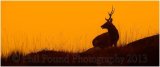 Stag 0305