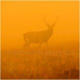 Stag 0513