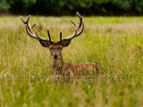 Stag 2571