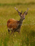 Stag 2969