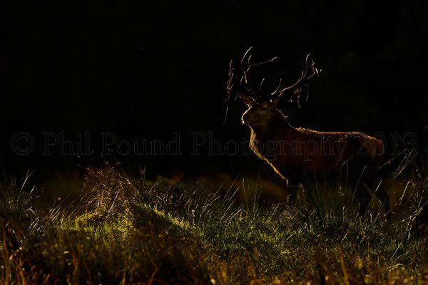 Backlit Stag 2973