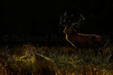 Backlit Stag 2973