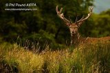 Stag 5937