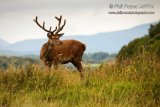 Stag 5947