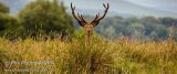 Stag 5957