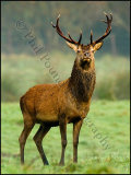Red Deer Stag 8440
