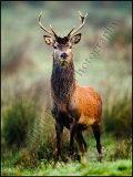 Red Deer Stag 8841