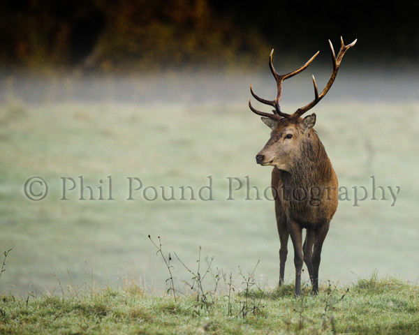Stag 8925