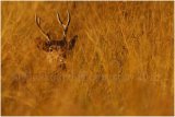 Stag 9778