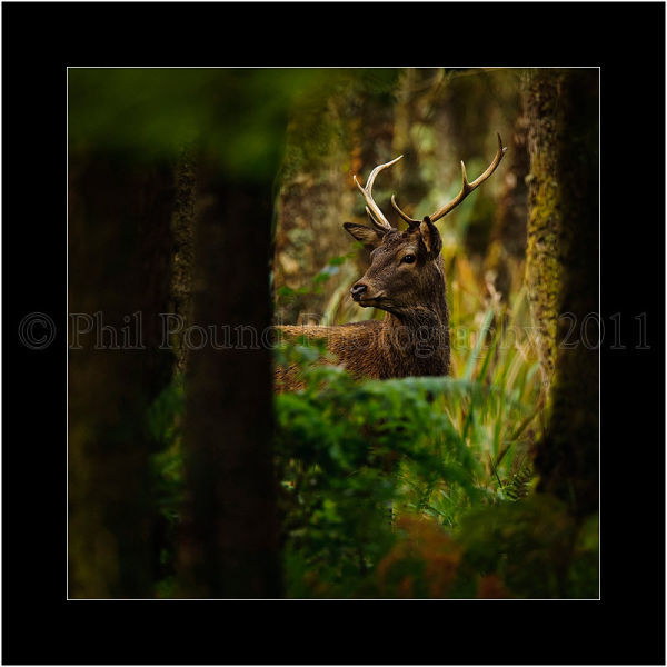 Stag 4161