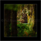 Stag 4161