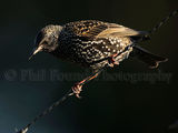 Starling 4394
