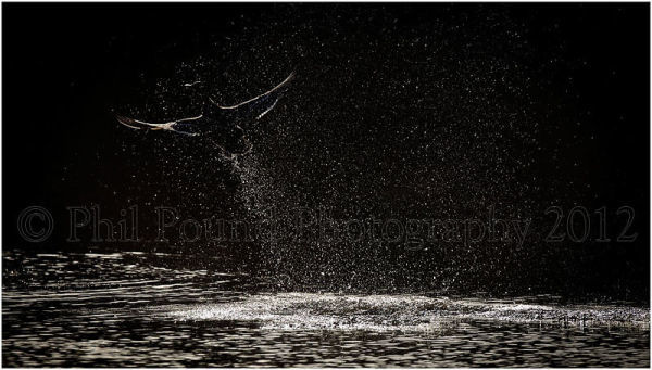 Winner Best single Image, IPPA Wildlife Category 2012