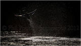 Winner Best single Image, IPPA Wildlife Category 2012