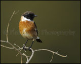 Stonechat 2367