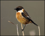 Stonechat 2578