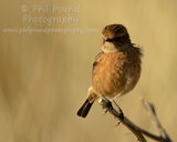 Stonechat 3419