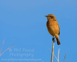 Stonechat 3513
