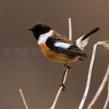 Stonechat 6562