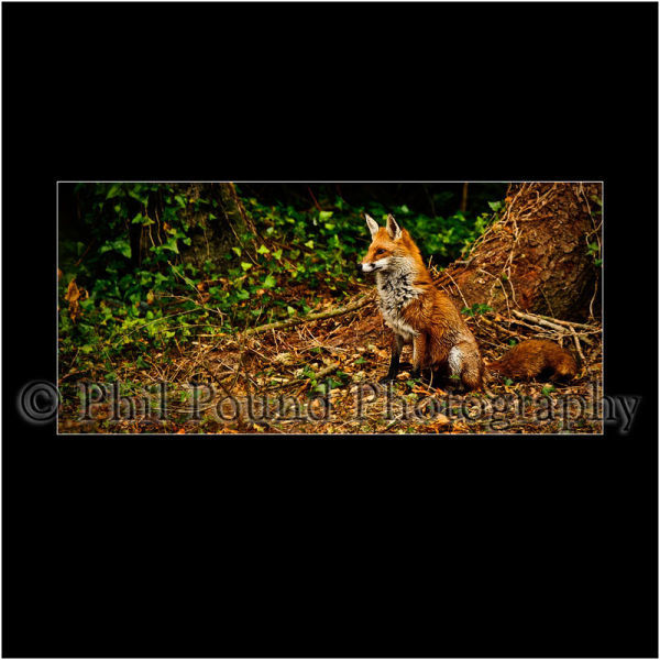 Fox 8808