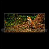 Fox 8808