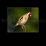 Gold Finch 9318