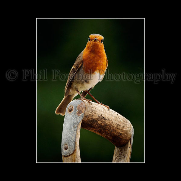 Robin 4337