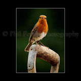Robin 4337