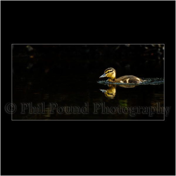 Duckling 6130