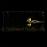 Duckling 6130