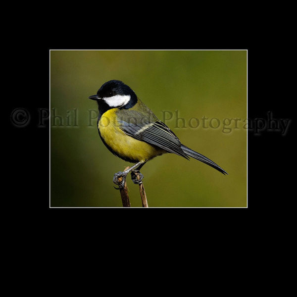 Great Tit 8128