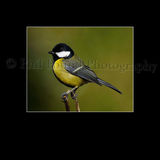 Great Tit 8128