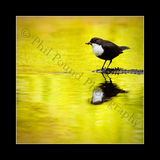 Dipper 3607