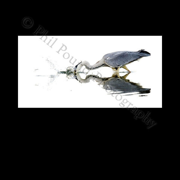 Heron 3435